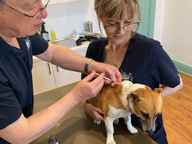 Dog Vaccinations Grange